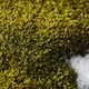 Illustration for article titled Antarctic moss survives by eating 5,000-year-old penguin poop